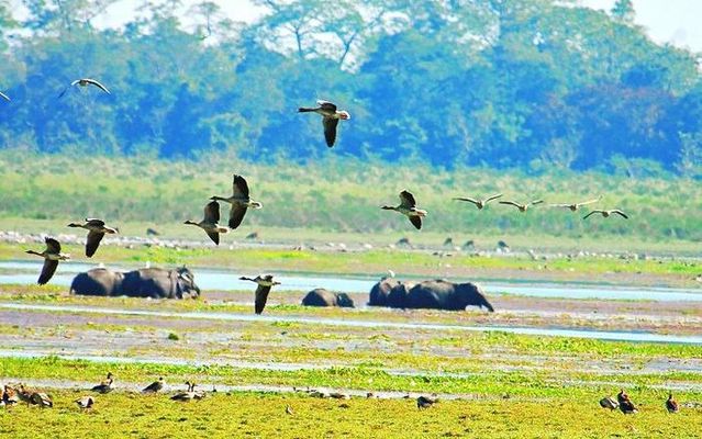 1467704314_2kaziranga 3.jpg